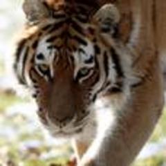 Zoo worker mauled by tiger dies