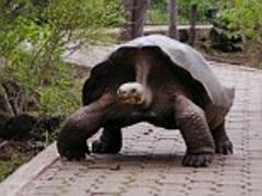 Google goes to the Galapagos Islands: firm reveals backpack-mounted Street View cameras are scouring the island to capture its wildlife