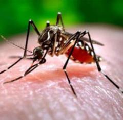 Safety Tips for West Nile Virus Season