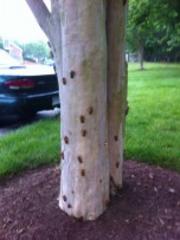 cicadas 2013: they're everywhere! (are they here?)