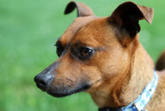 mutts matter: little guy with a big personality