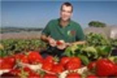 bumper crop of sweetest strawberries  on the cards