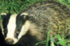wounded badger patrol appeals for volunteers