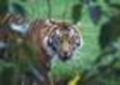 Female Zoo Worker Mauled By Tiger
