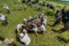 White Rhinos in South Africa Relocated to Botswana