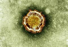 who: scientific red tape mars efforts vs. virus